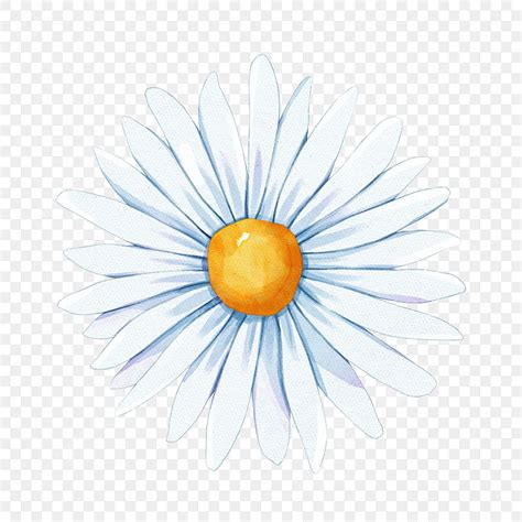 Daisy Flower Watercolor Png Transparent Watercolor Blooming Daisy