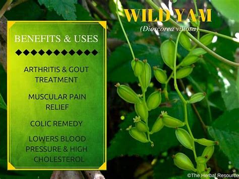 Wild Yam Root Herb Uses Side Effects And Benefits