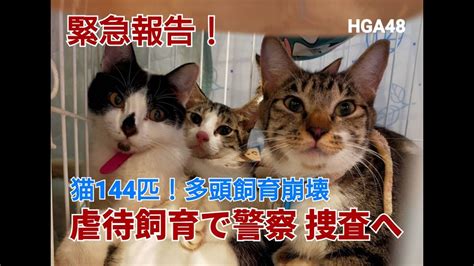 【緊急レポ】猫144匹！神奈川県で大規模多頭飼育崩壊発生！ 警察は動物愛護法違反の疑いで捜査へ Youtube