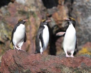 Macaroni Penguins | Penguins International