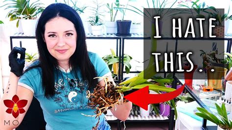 Missorchidgirl I Hate Repotting Orchids From Chunky Bark Chips 😡 Orchid Haul Watch S1 E2