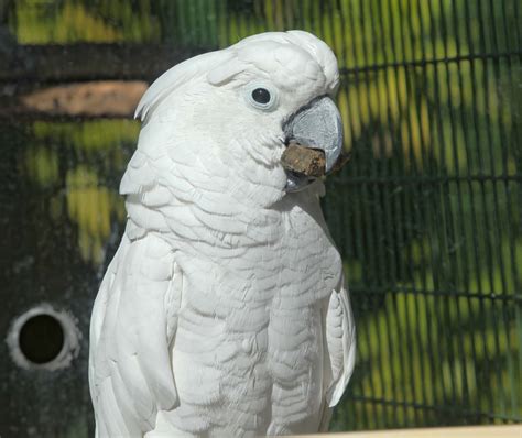 White Parrots ~ My Pets