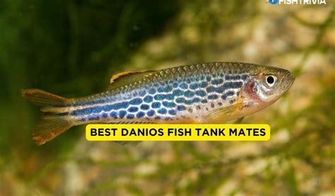 13 Best Danios Tank Mates 2024 (With Pictures) | FishTrivia