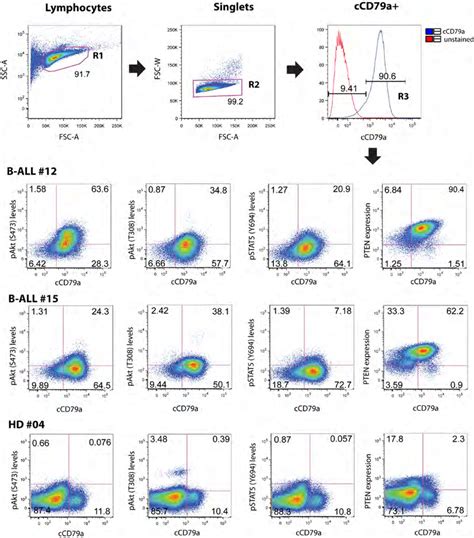 Flow Cytometry Gating Strategy A Gating Strategy And Flow Cytometry