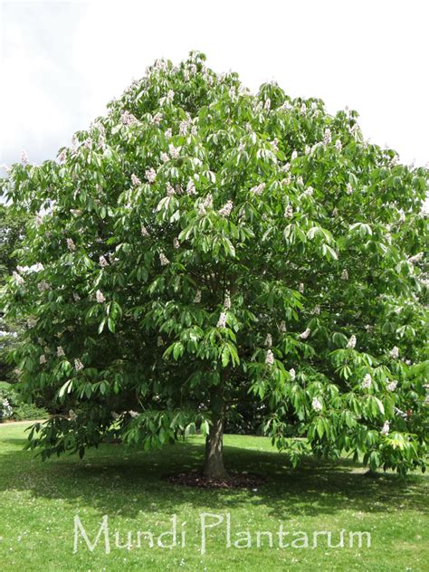 Aesculus Indica Mundi Plantarum