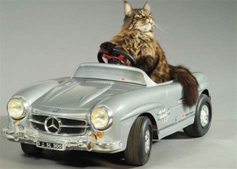 Top 10 Fully Licenced Cats Who Drive For A Living