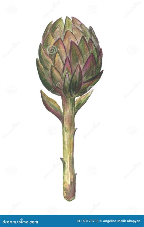 Hand Drawn Watercolor Illustration Of An Artichoke Isolated Object On A White Background Stock