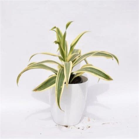 Song Of India Dracaena Reflexa With Plastic Pot At Best Price In