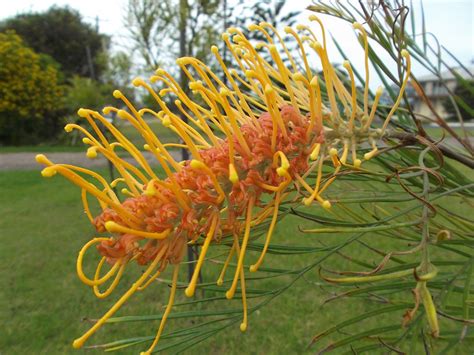 Flower Grevillea Floral Free Photo On Pixabay Pixabay