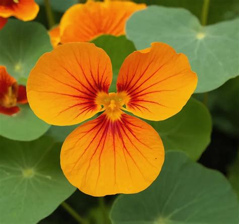 12 Interesting Facts About Nasturtium Factsmosaic World