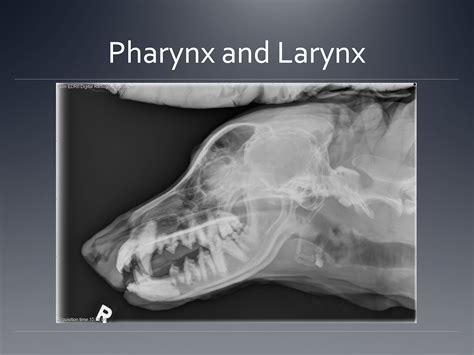 School of Veterinary Medicine - Anatomy of the larynx