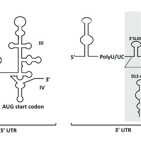 | Depicted secondary structures of 5-and 3 UTRs of HCV genome. The 5 ... 