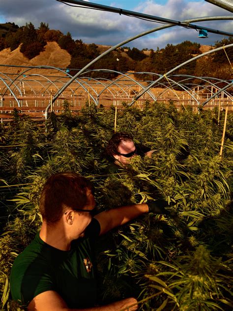 California Makes Marijuana a Wellness Industry | The New Yorker