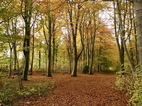 Beech Wood Dalkeith Park Richard Webb Cc By Sa Geograph