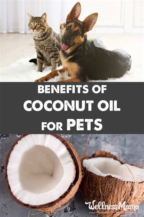 Benefits Of Coconut Oil For Pets Pet Wellness Coconut Oil For Dogs