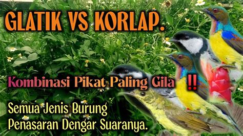 Suara Pikat Burung Glatik Batu Kombinasi Suara Kolibri Klapa Youtube