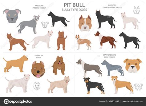 Pitbull terrier varieties Stock Vector by ©A7880S 334211052