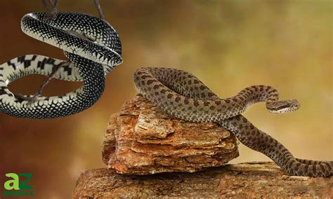 Discover the 5 Animals Immune to Rattlesnake Venom - AZ Animals