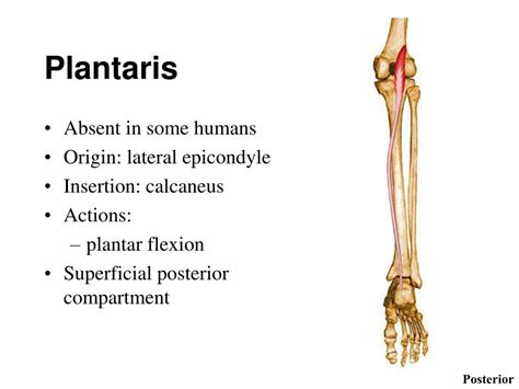 Ppt Muscles Of The Ankle And Foot Powerpoint Presentation Free