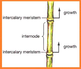 Intercalary Meristem Diagram