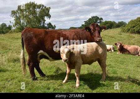 Charolais Cross Bred Calf Stock Photo Alamy