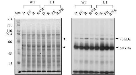 Red And Far Red Light Dependent Protein Phosphorylation Of The Wild