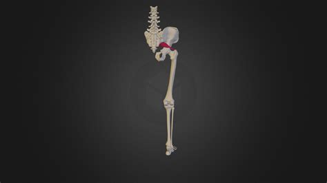 Piriformis Human Antomy 3d Model By Medical University Of Lublin