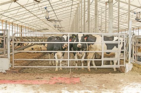 Dairy Farm Gate And Panel Solutions Square Tubing Gates Heavy Duty