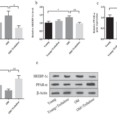 Effect Of Trehalose On Srebp C And Ppar In The Liver A Mrna Levels