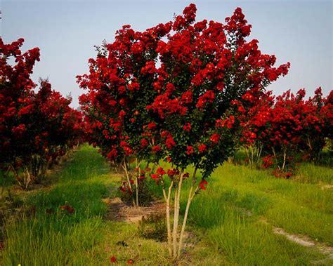 Red Rocket Flowering Ornamentals Mcmakin Farms