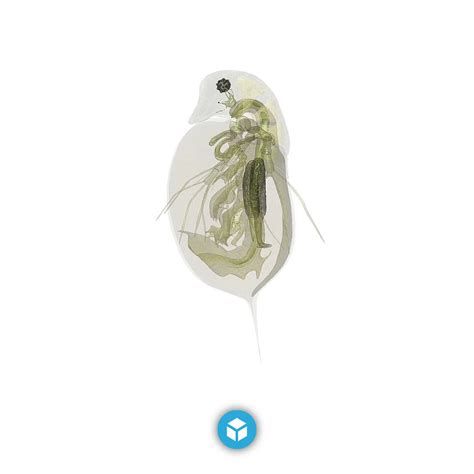 Sketchfab On Twitter New Staff Pick Animated Daphnia By Miekeroth