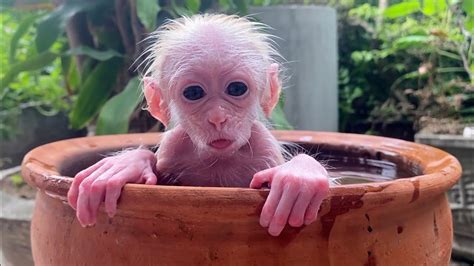 Baby Monkey Annie Bathes In Dads Special Swimming Pool Youtube