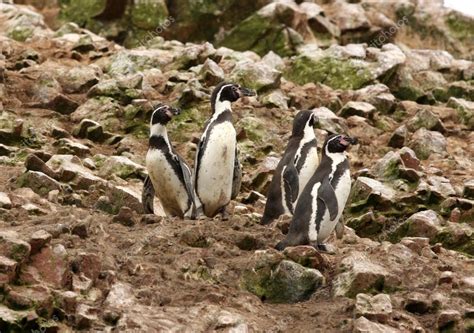 Pingüino Humboldt En La Isla Ballestas Parque Nacional Paracas En Perú