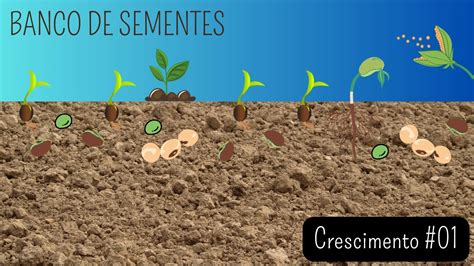 Crescimento Do Banco De Sementes De Plantas Daninhas Parte 1 YouTube