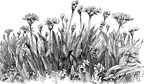 Allium Moly Flowers Vintage Illustration Illustration Engraved