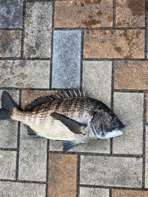 春の陽気でエビ撒き 兵庫県瀬戸内海側 魚住漁港 エビ撒き釣り クロダイチヌ 陸っぱり 釣り・魚釣り 釣果情報サイト カンパリ