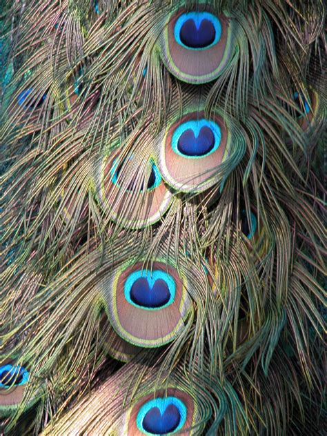 Peacock Feathers Free Stock Photo Public Domain Pictures