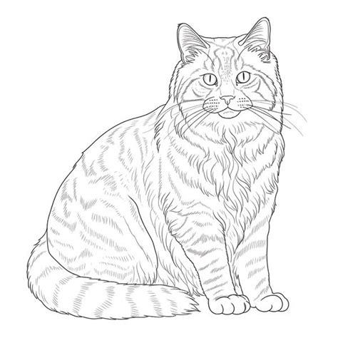 Printable Cat Coloring Pages Realistic 55024 Hot Sex Picture