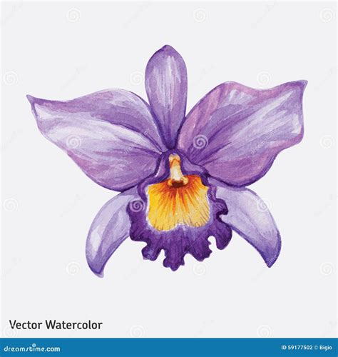 Flor Tropical De La Orquídea De La Acuarela Ilustración del Vector ...