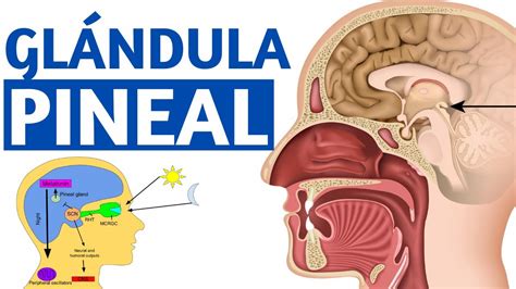 Qu Es La Gl Ndula Pineal Funciones Y Caracter Sticas Explicaci N