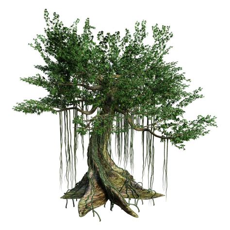 Kapok Tree Stock Illustrations – 70 Kapok Tree Stock Illustrations ...