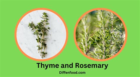 Thyme and Rosemary: Exploring the Differences and Similarities - Diffen ...