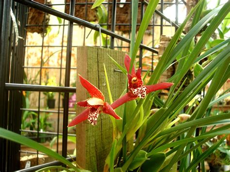 Maxillaria Tenufolia The Coconut Pie Orchid