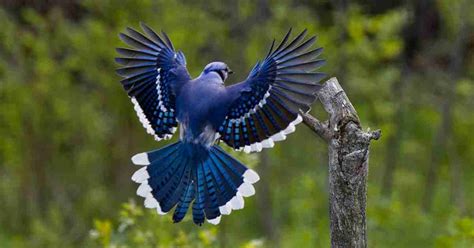 Blue Jay Spiritual Meaning