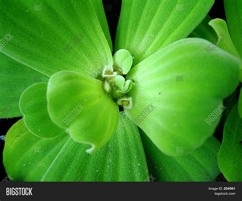 River Plants Image & Photo (Free Trial) | Bigstock