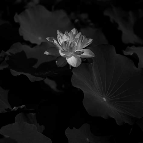 Black Lotus Wallpapers - Top Free Black Lotus Backgrounds - WallpaperAccess