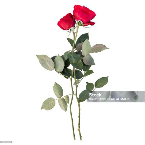 Beautiful Rose Flower Stems Stock Photo - Download Image Now ...