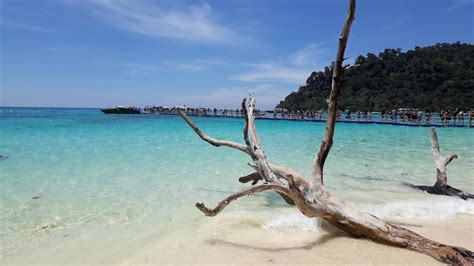 Premium Photo Driftwood At Beach Against Sky