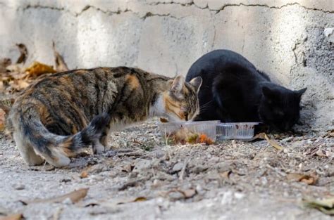 What To Feed Stray Cats