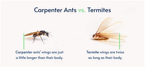 Carpenter Ants Vs Termites